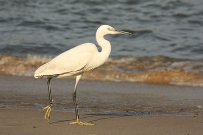 Heron on beach