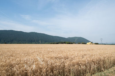 Scenic view of wheat field against sky