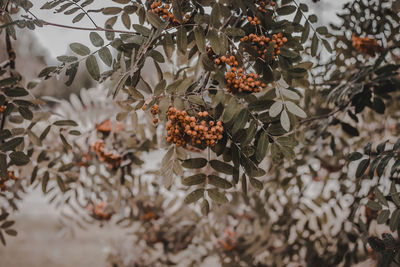 Close-up of berries growing on tree