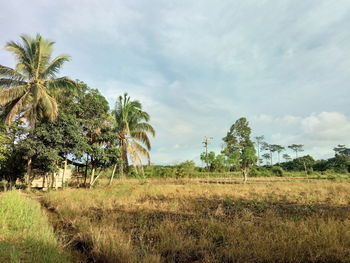 Palm trees on field against sky