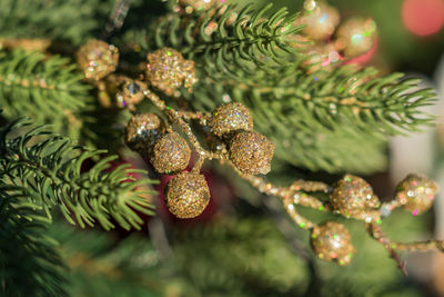 Close up of christmas tree decorated with gold small balls. new year background