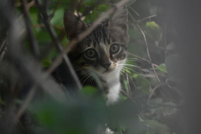 Close-up portrait of a cat