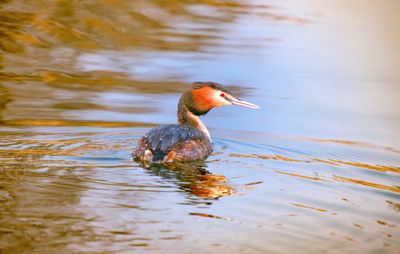 Close-up of duck swimming in lake