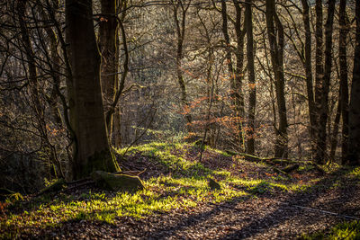 Trees in forest