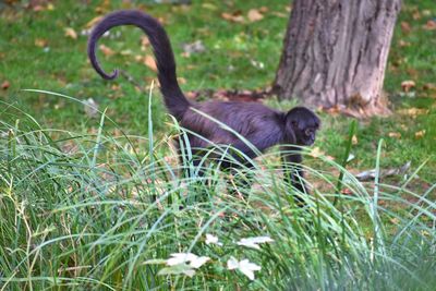 View of an animal sitting on field