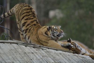 Two tigers in captivity