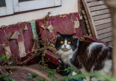 Portrait of cat sitting outdoors