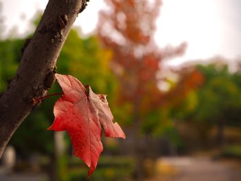 Close-up of maple leaves on branch