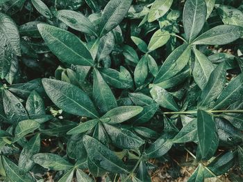 Full frame shot of green leaves