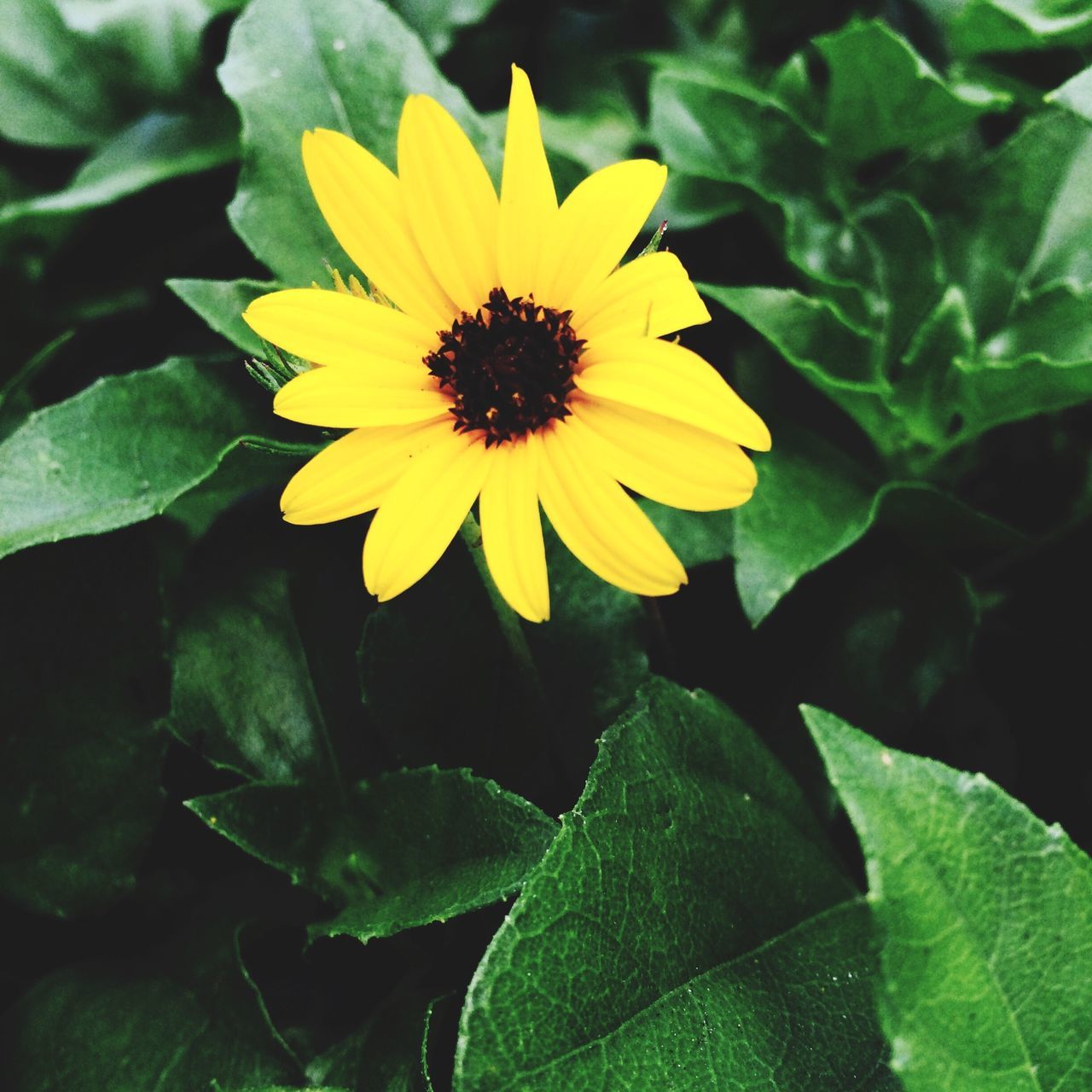 flower, petal, freshness, yellow, flower head, fragility, growth, beauty in nature, leaf, blooming, plant, nature, close-up, pollen, single flower, in bloom, sunflower, green color, blossom, focus on foreground