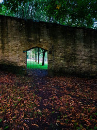 Fallen tree in park during autumn