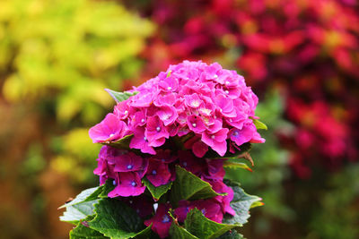 Close-up of pink flowering plant