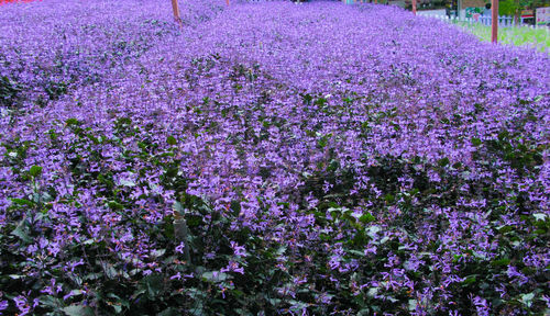 Close-up of fresh purple flowers blooming in field