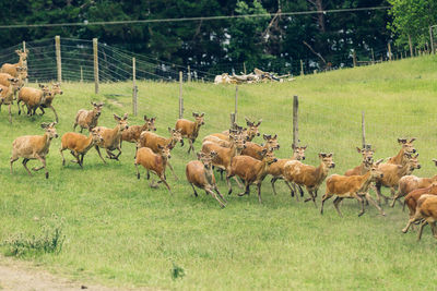 Flock of sheep on field