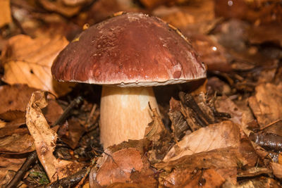 Boletus or porcini mushroom under leaves in the forest