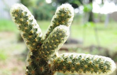 Close-up of prickly pear cactus on field