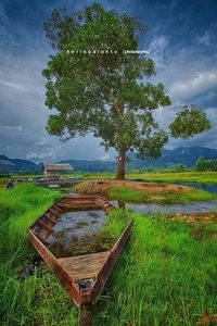 Trees on grassy field
