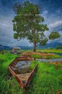 Trees on grassy field