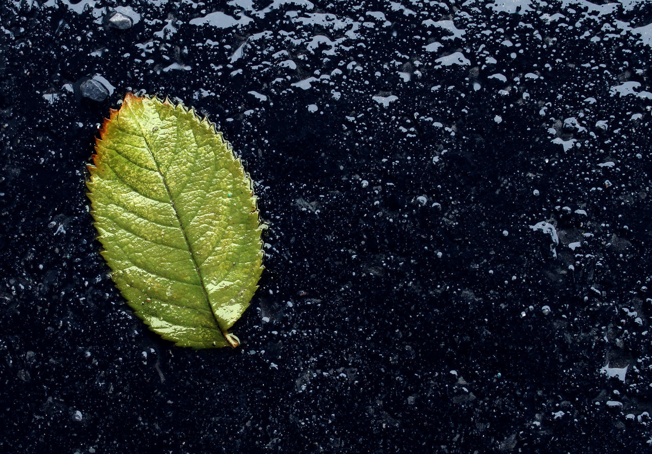 leaf, plant part, nature, no people, yellow, macro photography, close-up, beauty in nature, drop, green, leaf vein, high angle view, plant, outdoors, wet, falling, water, fragility, directly above, flower, day, growth, autumn, pattern, freshness, leaves, soil, tree