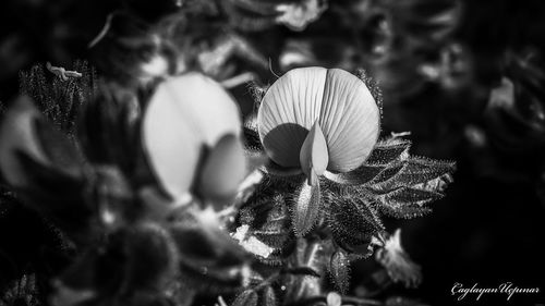 Close-up of mushroom growing on plant