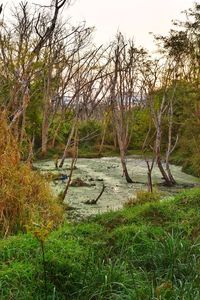 Scenic view of lake in forest against sky