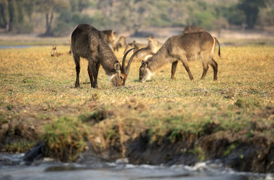 Waterbucks in a field