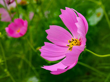 Close-up of pink pollinating on purple flowering plant