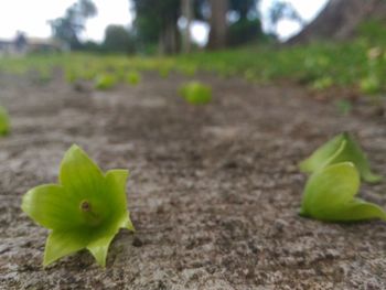 Close-up of plant growing on field