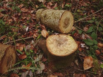 Stack of logs on field in forest