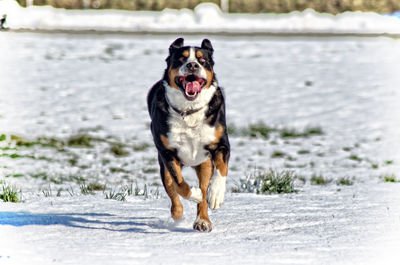 Dog running in snow