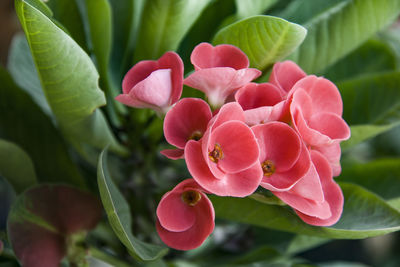 Close-up of pink flowering plant