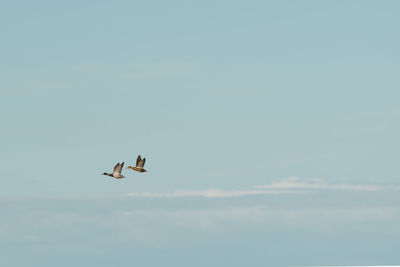 Low angle view of airplane flying in sky