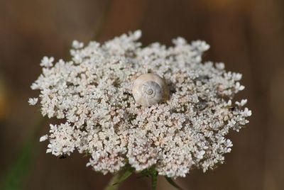 Close-up of white flowers