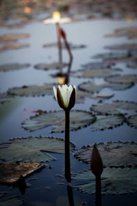 Close-up of water lily in lake