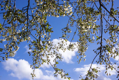 Low angle view of flowering tree against blue sky