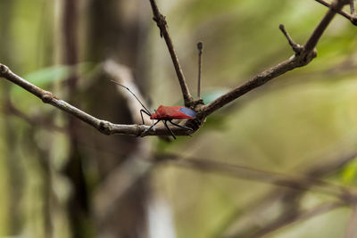 Close-up of insect on branch