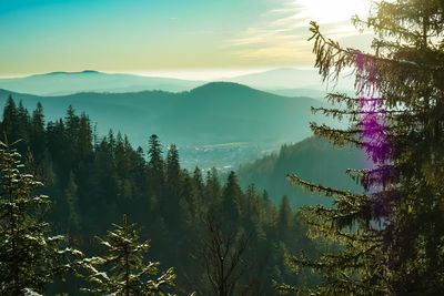 Scenic view of forest against sky during sunset