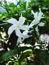 Close-up of white flowering plant