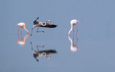 Birds in a lake