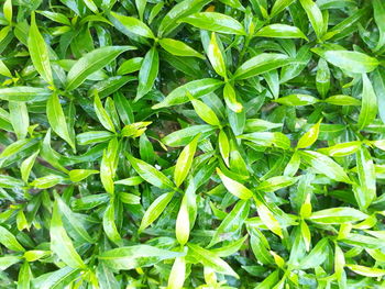 Full frame shot of green plants