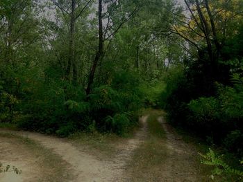 Dirt road passing through forest