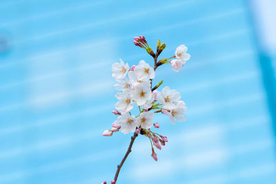 Close-up of cherry blossoms in spring