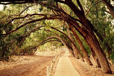 Empty road along trees in forest