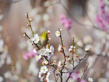 Close-up of cherry blossoms in spring