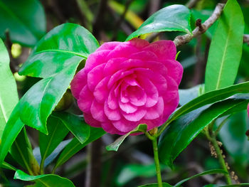 Close-up of pink rose plant