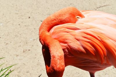 Close-up of a bird