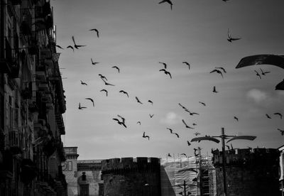 Low angle view of birds flying against sky