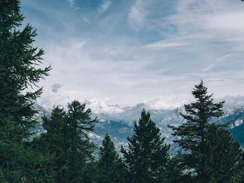 Low angle view of pine trees against sky