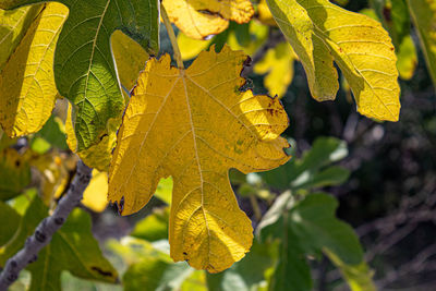 Close-up of yellow maple leaves