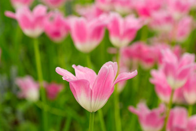 Close-up of pink tulip